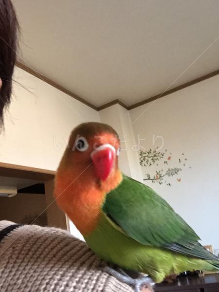 迷い鳥の写真