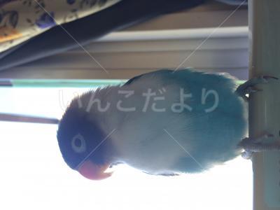 迷い鳥の写真