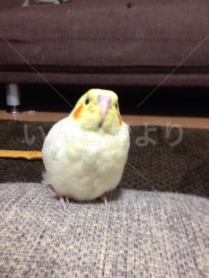 迷い鳥の写真