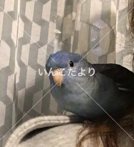 保護鳥の写真