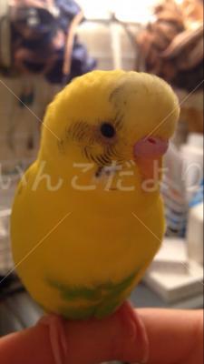 迷い鳥の写真