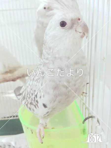迷い鳥の写真