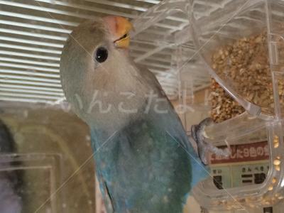 迷い鳥の写真