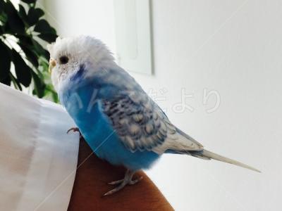 保護鳥の写真