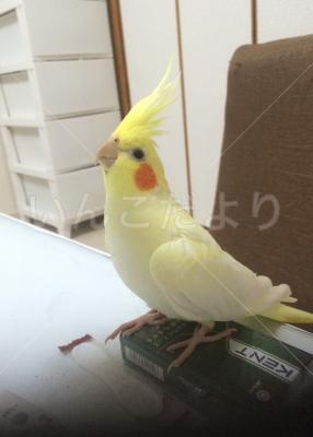 迷い鳥の写真