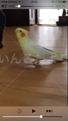 迷い鳥の写真