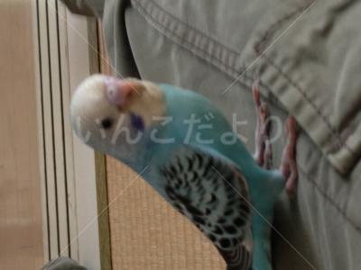 迷い鳥の写真