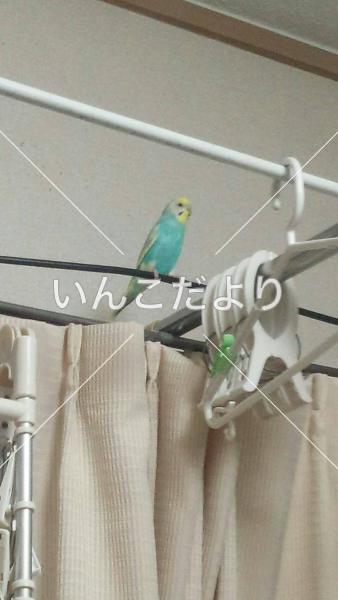 迷い鳥の写真