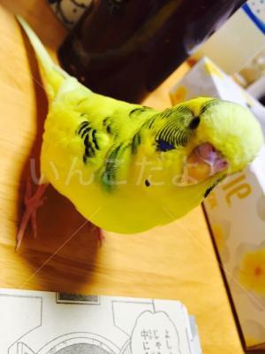 迷い鳥の写真