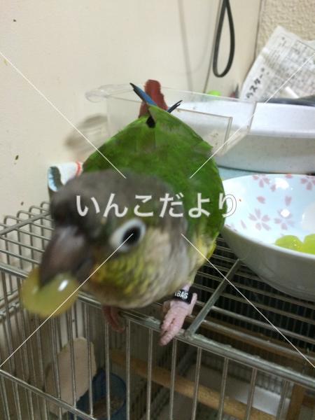 迷い鳥の写真