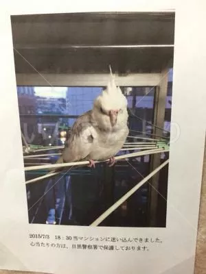 保護鳥の写真