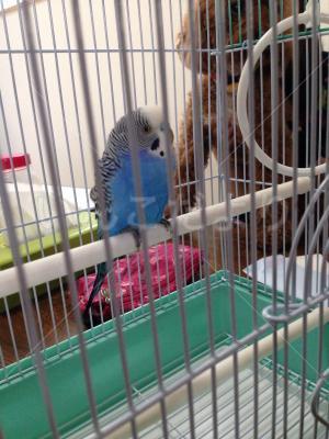 保護鳥の写真