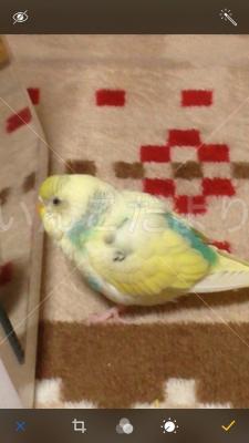 迷い鳥の写真