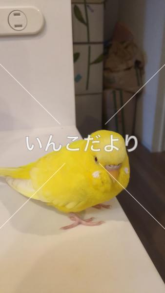 迷い鳥の写真