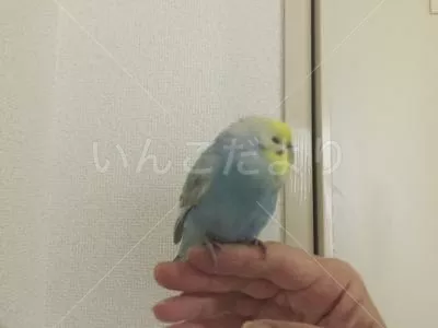 保護鳥の写真