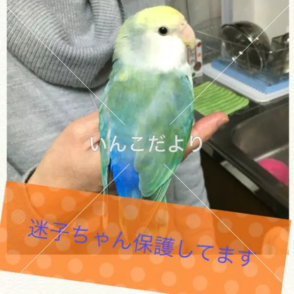 保護鳥の写真