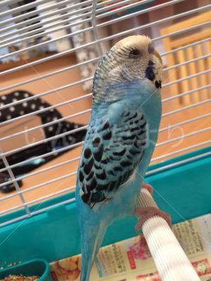 保護鳥の写真
