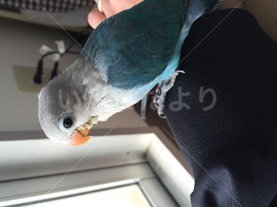 迷い鳥の写真