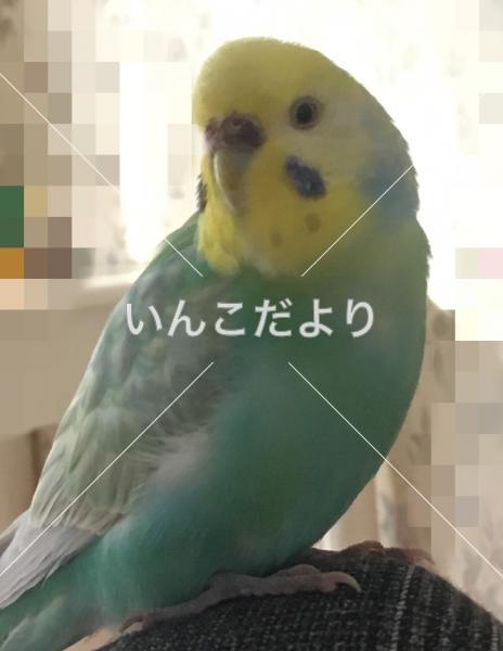 迷い鳥の写真