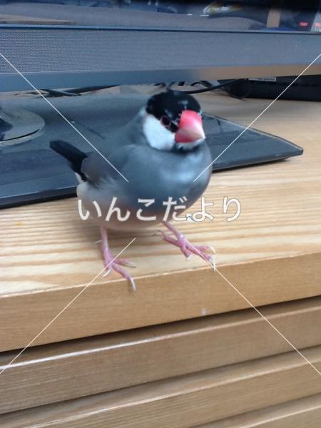 迷い鳥の写真