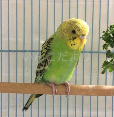 保護鳥の写真