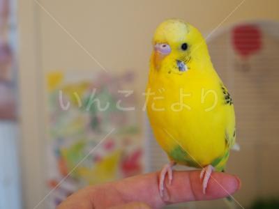 迷い鳥の写真