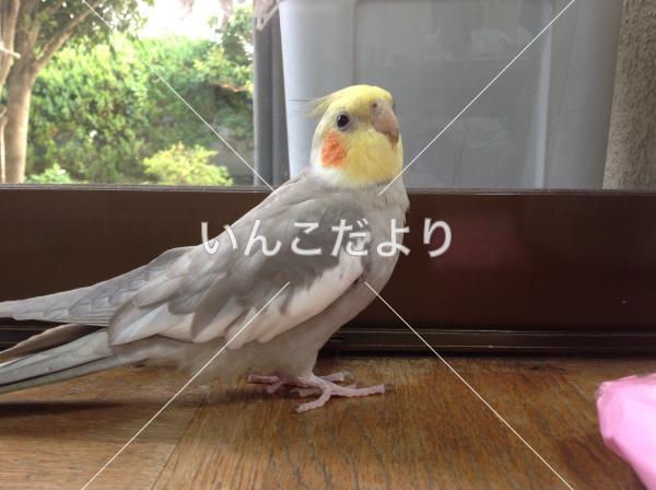 迷い鳥の写真