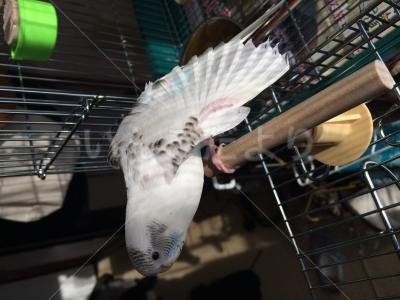 迷い鳥の写真