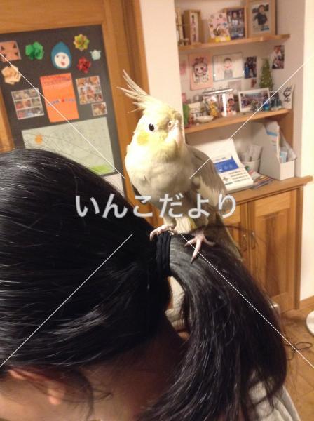 迷い鳥の写真