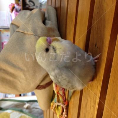 迷い鳥の写真