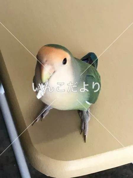 迷い鳥の写真