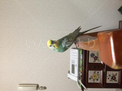 迷い鳥の写真