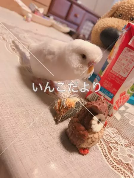 迷い鳥の写真