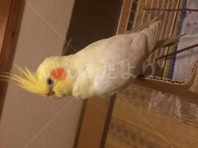 保護鳥の写真