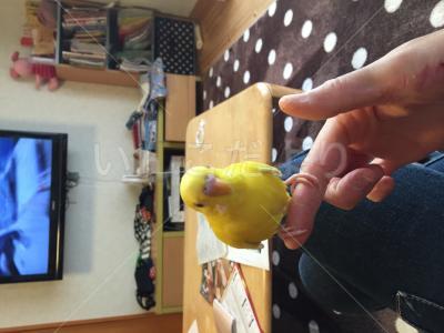 迷い鳥の写真