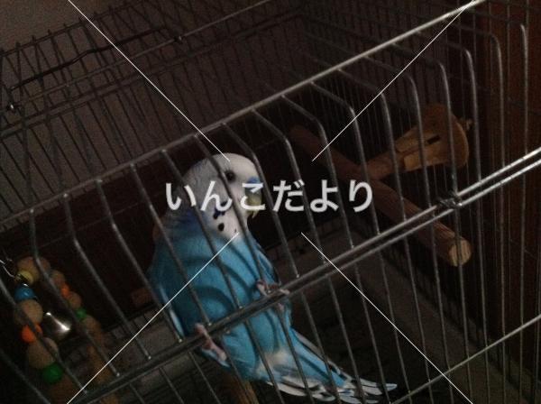 迷い鳥の写真