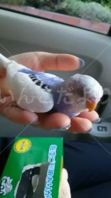 保護鳥の写真