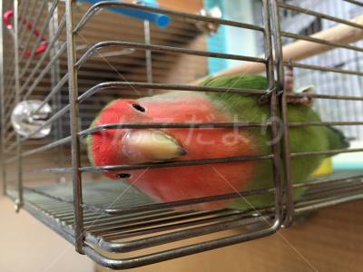 迷い鳥の写真