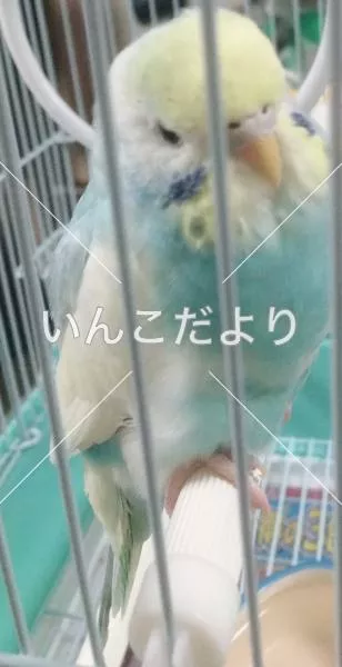 保護鳥の写真