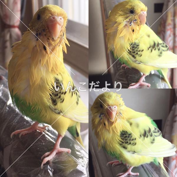 迷い鳥の写真