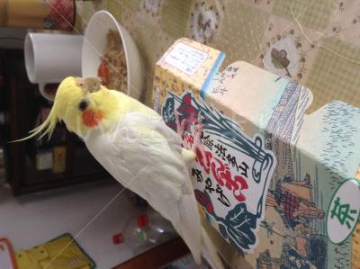 迷い鳥の写真
