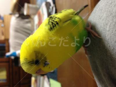 迷い鳥の写真