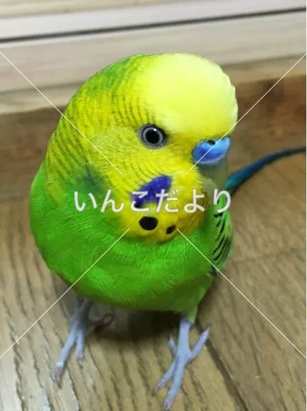 保護鳥の写真