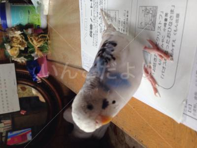 迷い鳥の写真