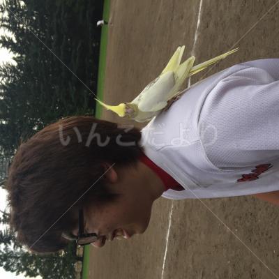 保護鳥の写真
