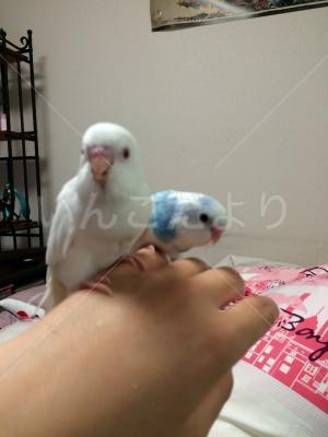 迷い鳥の写真