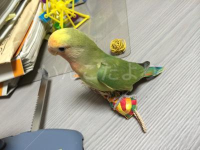 迷い鳥の写真