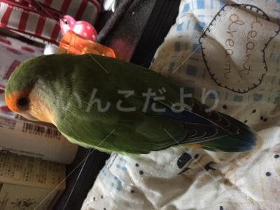 迷い鳥の写真