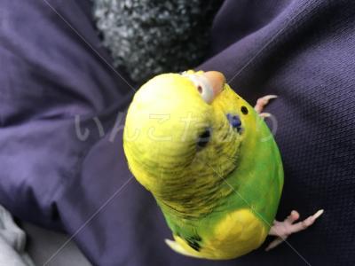 保護鳥の写真
