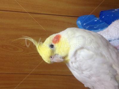 迷い鳥の写真